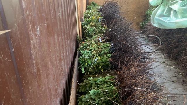 Приём заказов на Весну 2022 с 10 ноября, розы ОКС смотреть онлайн