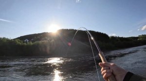 Salmon Fishing In Norway On The River Orkla - Opening Week 2023