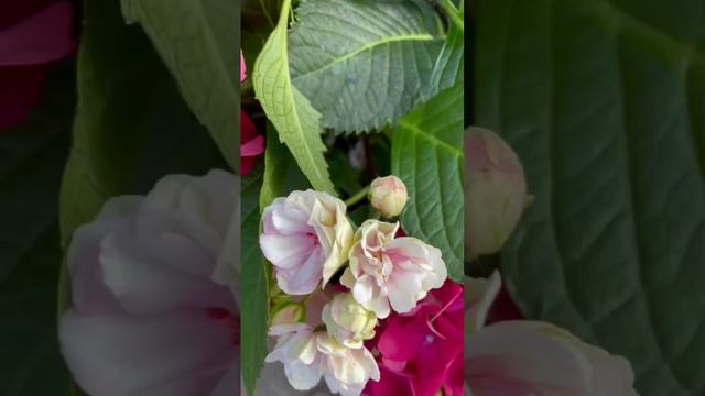 Цветы и музыка 🌺🌼🌸02-06-2024