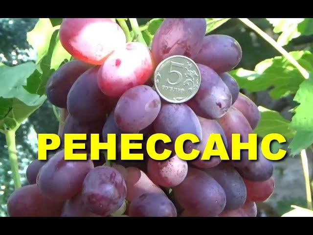Виноград Ренессанс смотреть онлайн
