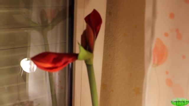 КАК ВЫРАЩИВАТЬ ГИППЕАСТРУМ И АМАРИЛЛИС ? РАЗМНОЖЕНИЕ #ГИППЕАСТРУМ #amarillis #oldenburgru#112 смотреть онлайн