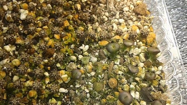 Литопсы. Уход за сеянцами. Первая линька 16.01.2020. смотреть онлайн