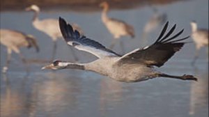 Журавушка. Музыка Николая Жукова, стихи Любови Чернышовой, исп. Любовь Великанова. Клип А. Широких