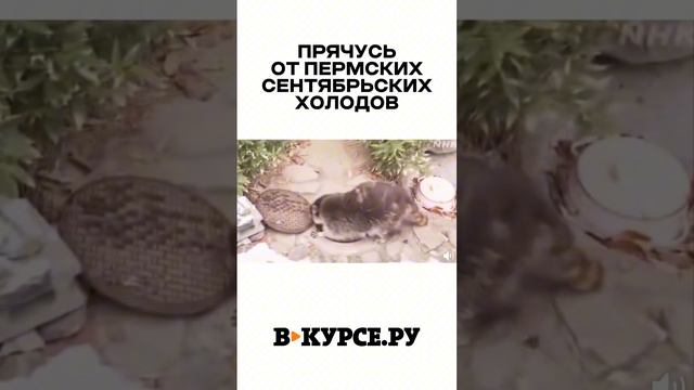 ВЕЧЕРНЕЕ ВЕСЕЛОЕ