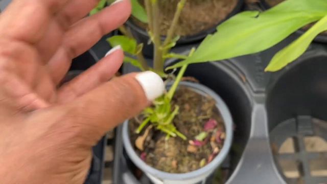 350: Plant Shopping VLOG: My Walmart Is Fully Stocked With Plants And Planters! смотреть онлайн