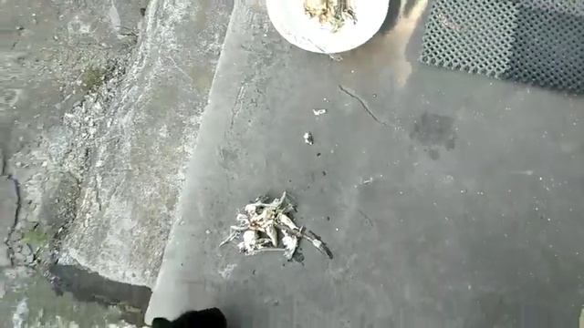 Мама пяти кошек из Запорожья. Джек под одеялом . Будем держаться! смотреть онлайн