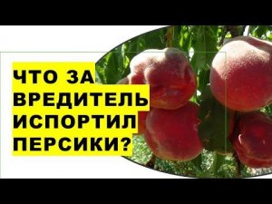 Что за невидимый вредитель испортил плоды персиков?