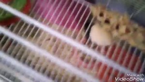 Как правильно ухаживать за маленькими хомячками|||My pets♡