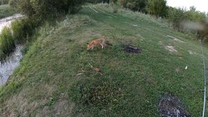 Напала Бешеная ЛИСА