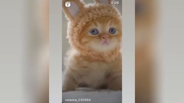 Funny and cute cat 🐱 Funny and cute moment of the cats #9