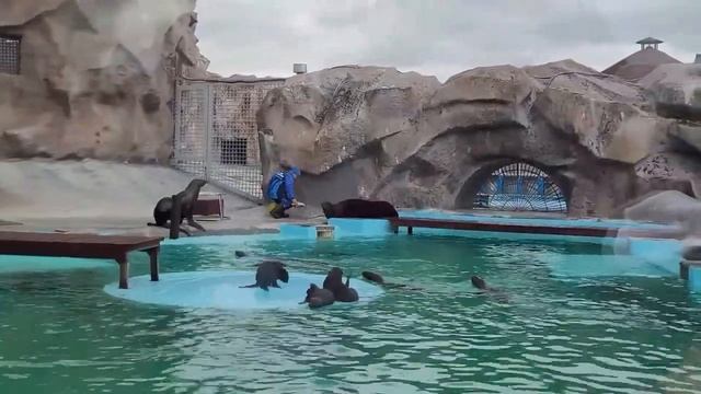Кормление морских котиков во время представления в зоопарке? смотреть онлайн