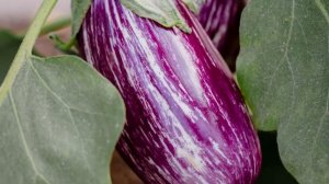 Учим овощи с игрушечным набором на липучках | Развивающее видео | Умняха