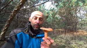 Рыжик настоящий Lactarius deliciosus. Внешний вид, где, когда и как искать грибы Рыжики