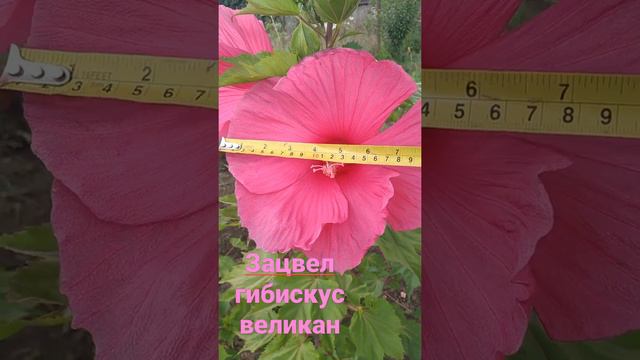 Зацвел гибискус Великан