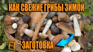 СУПЕР ПРОСТО СВЕЖИЕ ГРИБЫ ЗИМОЙ. КАК СОХРАНИТЬ ГРИБЫ НА ЗИМУ? ЗАМОРОЗКА. РЕЦЕПТЫ И ЗАГОТОВКИ