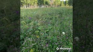 что такое цветочный мёд.