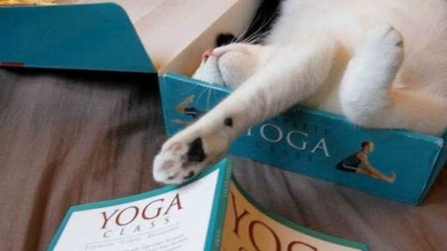 223. Я - кот, мне так удобно (выпуск 13). Забавные картинки про котов смотреть онлайн