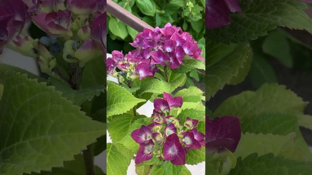 #гортензия #hydrangea #flower #садгортензий #garden #сад #macrophylla #hydrangeaflower #hortensia