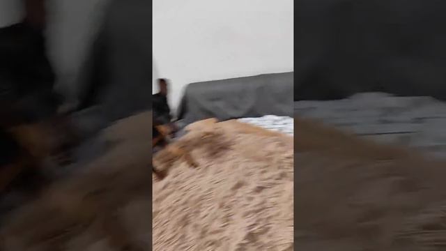 и так, пол часа с ней бегал, пока на мандарин не обменяли#цвергпинчер смотреть онлайн