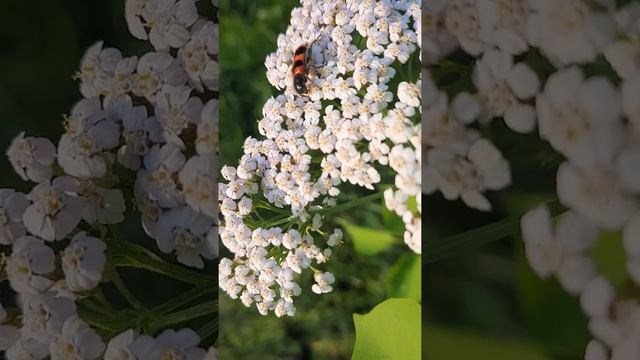 #shorts Тысячелистник / Жук пестряк / Achillea millefolium