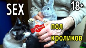 SEX вопросы у кроликов / Определение пола, половые болезни