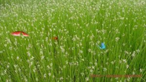 Болотница обыкновенный (bolotnitsa-bolotnaya) ? болотница обзор: как сажать саженцы болотницы