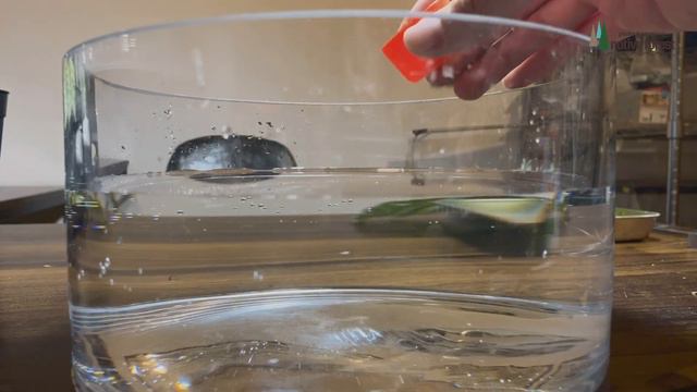 [ Selaginella picta ] セラギネラ ピクタ 増殖 〜前編〜 смотреть онлайн