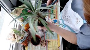 Пересадка ананасов в домашних условиях