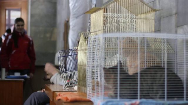 ОЗЖ "Кот и пес" Новокузнецк смотреть онлайн