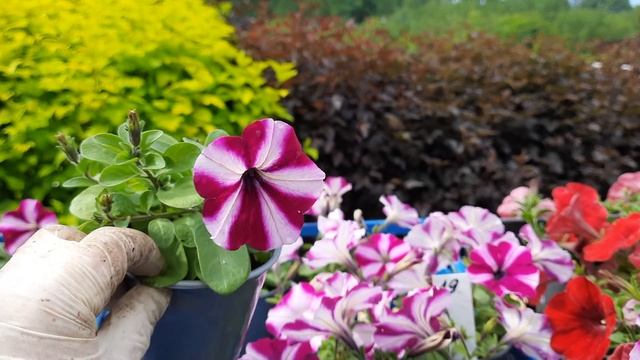 ампельная петуния вегетки на 7 июня 2021 смотреть онлайн