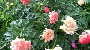 ПИОН ХАМЕЛЕОН. ВСЕ 4 ОТТЕНКА.