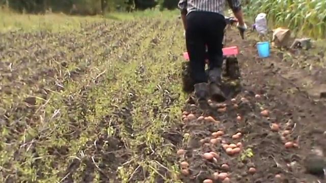 Копка картошки МБ Форте 135 смотреть онлайн