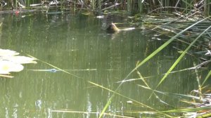 КАРАСЬ В ЖАРУ. ТЕСТИРУЕМ БОКОВОЙ КИВОК