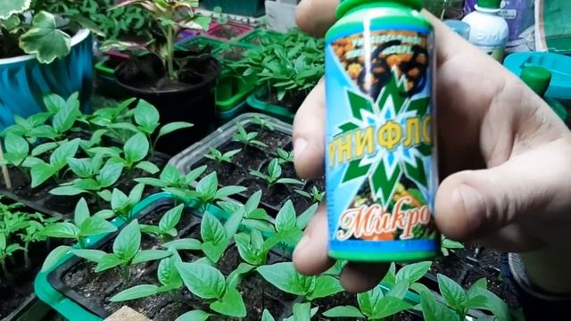 Чтоб рассада томатов была крепкая. Когда сажать помидоры на рассаду. Рассадка рассады томатов. Рассада помидор фото. Чтоб рассада томатов была крепкая.