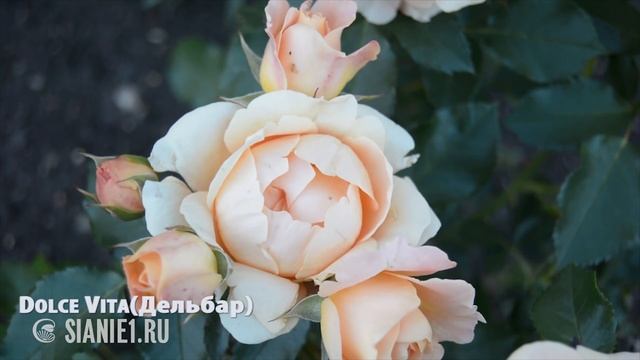 Европейские розы на Урале смотреть онлайн