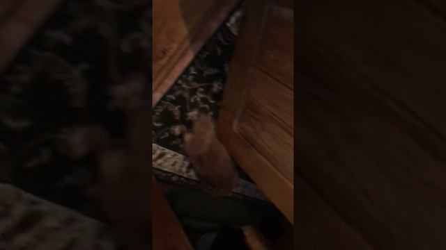 Пекинес девочка, Адель играет очень забавная смотреть онлайн