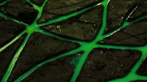 Трейлер видеоарта «Пакт инициации»