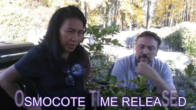 WHAT'S WRONG WITH MY CITRUS? / Hunglongbing, Greasy Spot or a nutrient deficiency? смотреть онлайн