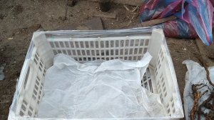 Размножение корневыми черенками ежевики и малины . Часть 1.