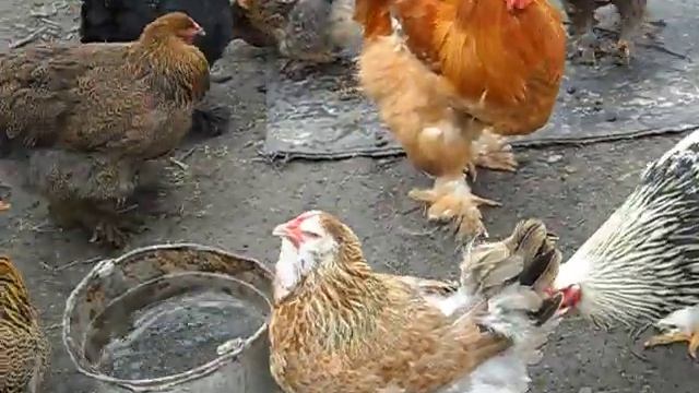 Домашние куры смешанных пород смотреть онлайн