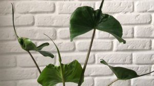 ALOCASIA STINGRAY: aprende sus cuidados y características con Plantadecora.