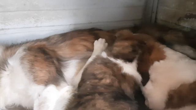 Щенки русской борзой на продажу