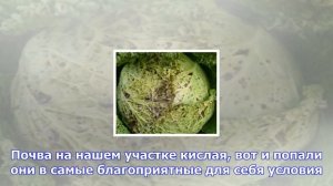 Как победить болезнь. что делать, если капусту поразила кила