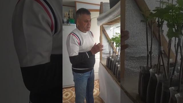 Уход за вегетирующими саженцами винограда смотреть онлайн