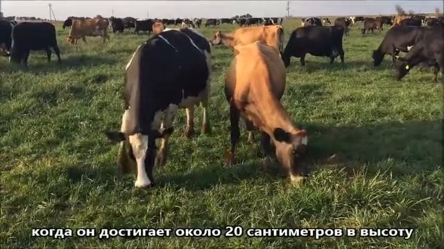 Chicory in Pasture смотреть онлайн