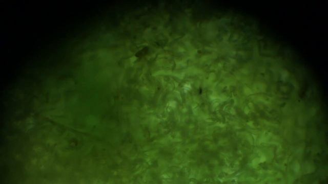 Минирующая липовая моль-Пестрянка смотреть онлайн