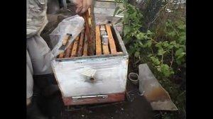 ответы на вопросы - пришло время менять матку в улье, как это определить ?