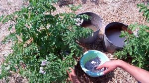 Основная калийная подкормка картофеля в фазе цветения