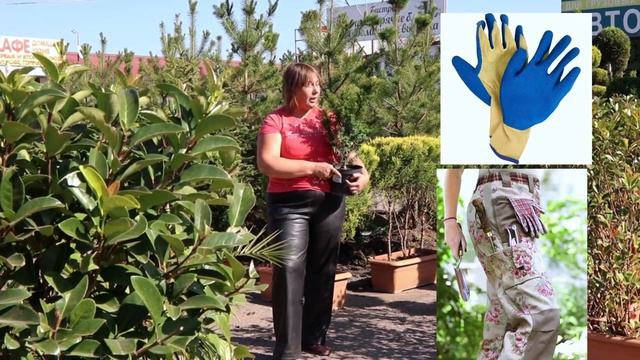 ТИС: всё, что нужно знать об уходе за этим удивительным растением смотреть онлайн