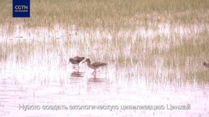 Си Цзиньпин о защите окружающей среды на озере Цинхайху